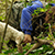 miniatura della riserva naturale di tartufo bianco pregiato (tuber magnatum pico)