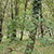 miniatura della riserva naturale di tartufo bianco pregiato (tuber magnatum pico) 