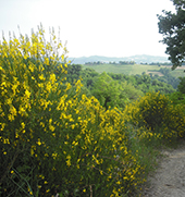 paesaggio dell'agriturismo villa rosa