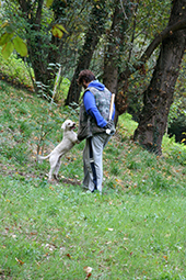 foto di una escursione con cani da tartufo (lagotto romagnolo) alla ricerca del tartufo bianco pregiato (tuber magnatum pico)
