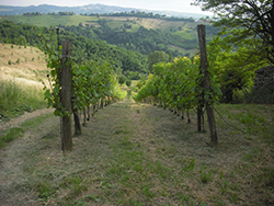 foto del vigneto biologico dell'agriturismo villa rosa